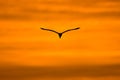 Silhouette of a great white egret flying in an orange sky at sunset Royalty Free Stock Photo