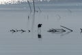Silhouette of a Great White Egret hunting in shallow water Royalty Free Stock Photo