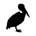 Silhouette of a great white pelican (Pelecanus onocrotalus) standing. Side view. Vector illustration isolated on white Royalty Free Stock Photo