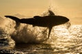 Silhouette of Great White Shark in jump. Red sky of sunrise. Breaching in attack. Scientific name: Carcharodon carcharias. South Royalty Free Stock Photo