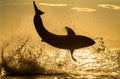 Silhouette of Great White Shark in jump. Red sky of sunrise. Breaching in attack. Scientific name: Carcharodon carcharias. South Royalty Free Stock Photo