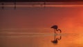 Flamingo Feeding Under Sunset