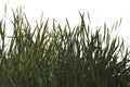 Silhouette of a green cattail on a white background.Grass silhouettes.