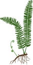 Silhouette of fern with rhizome and roots