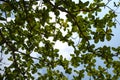 Silhouette Green leaves on blue sky.