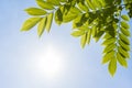 Silhouette green leaves under sunlight, focus on leaf