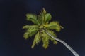 Silhouette of green palm tree leaves in black sky background at night of Zanzibar island, Tanzania, east Africa Royalty Free Stock Photo