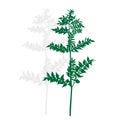 Silhouette of a green plant
