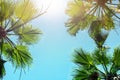 Silhouette of green tropical palm tree leaves with clear blue sky on backgroung at sunset or sunrise time.Summer travel and Royalty Free Stock Photo