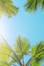 Silhouette of green tropical palm tree leaves with clear blue sky on backgroung at sunset or sunrise time.Summer travel and Royalty Free Stock Photo