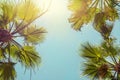 Silhouette of green tropical palm tree leaves with clear blue sky on backgroung at sunset or sunrise time.Summer travel and Royalty Free Stock Photo