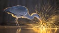 Silhouette of Grey heron catching fish at night