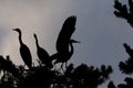 Silhouette of Grey Heron large chicks in the nest