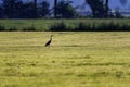 Silhouette of grey heron in meadow Royalty Free Stock Photo