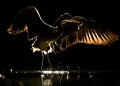 Silhouette of Grey heron with spread wings at night