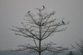 Silhouette of group of birds sitting on a tree in sun set time