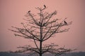 Silhouette of group of birds sitting on a tree in sun set time