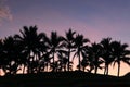 Silhouette of a group of coconut trees in the evening, twilight sky and beautiful colors