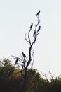 Cormorants perched on the banks of a lagoon in the Danube Delta, Romania.