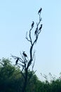 Cormorants perched on the banks of a lagoon in the Danube Delta, Romania.