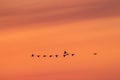 Silhouette of a a group of ducks flying in a row in the red sky Royalty Free Stock Photo