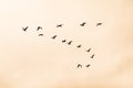 Silhouette of a group of ducks and geese flying in the orange sky. Royalty Free Stock Photo