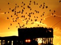 Silhouette of a group of flying birds in the orange sky the sunset time over their wooden shelter pigeons' house