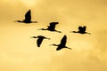 Silhouette of group of glossy ibis plegadis falcinellus at the ricefields at sunset in Albufera de Valencia