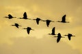 Silhouette of group of glossy ibis plegadis falcinellus at the ricefields at sunset in Albufera de Valencia