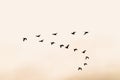 Silhouette of a group of migratory birds flying in the orange sky. Royalty Free Stock Photo