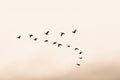 Silhouette of a group of migratory birds flying in the orange sky of a winter day. Royalty Free Stock Photo