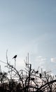 Silhouette of a group of sparrows passer domesticus sitting on leafless branches in wintertime - copy space