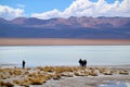 Group of Visitors at Laguna Hedionda with Flock of Flamingos Grazing in Afar, Bolivian Altiplano, Potosi, Bolivia