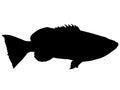 A silhouette of a Grouper fish