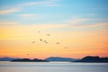 silhouette of gulls roosting as the sunset colors the horizon