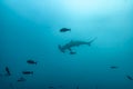 Silhouette of Hammerhead Shark in Open Water