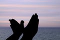 Silhouette of hands like bird with sea. Royalty Free Stock Photo