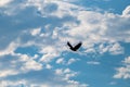 Silhouette of a hawk against clear blue sky with white clouds in summer