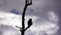 Silhouette of hawk