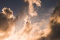 Silhouette of a hawk in the beautiful cloudy sky at sunset. Royalty Free Stock Photo