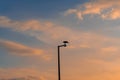 A Silhouette of a hawk on a lamp post.