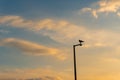 A Silhouette of a hawk on a lamp post.