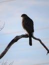 A hawk on a branch in Arizona Royalty Free Stock Photo