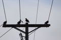 Silhouette hawk on power pole