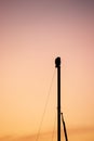 Silhouette of hawk sitting on sailboat mast in MIssion Bay during colorful sunset Royalty Free Stock Photo