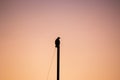 Silhouette of hawk sitting on top of mast of sailboat during sunset
