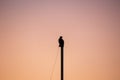 Silhouette of hawk sitting on top of mast of sailboat during sunset