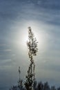 Silhouette of head of reed plant in sunrise