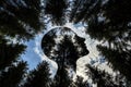 Silhouette Head Sky Through Trees Royalty Free Stock Photo