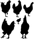 Silhouette of hens and roosters Royalty Free Stock Photo